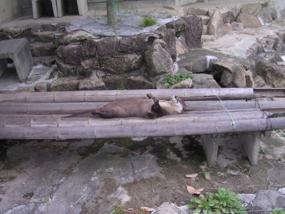 浜松市立動物園の写真4