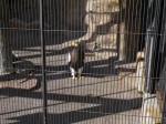 浜松市立動物園の写真のサムネイル写真10