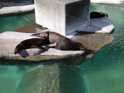 浜松市立動物園の写真17