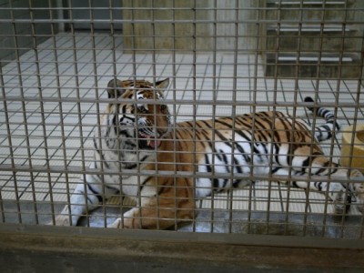 浜松市立動物園の写真25