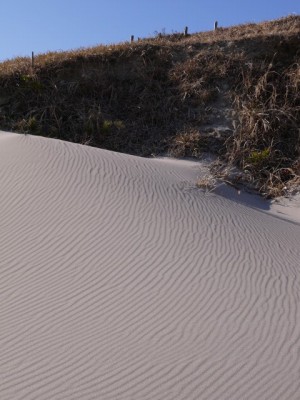 浜岡砂丘の写真9