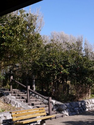 ねずみ塚、つばきの休憩所の写真9