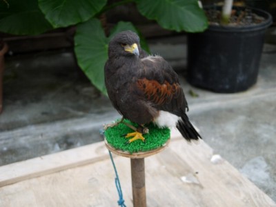 掛川花鳥園の写真