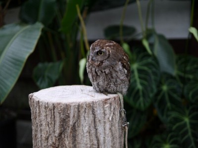 掛川花鳥園の写真2