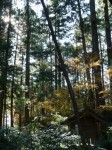 小国神社の写真のサムネイル写真15