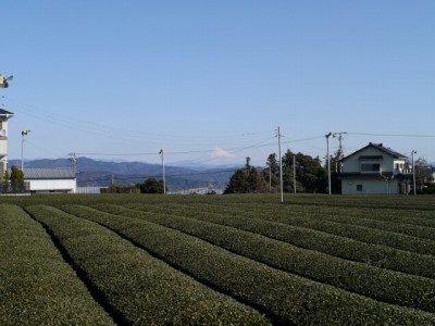 お茶の郷博物館の写真2