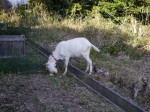 石畳茶屋の写真のサムネイル写真6