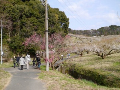 豊岡梅園の写真4