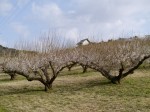 豊岡梅園の写真のサムネイル写真5