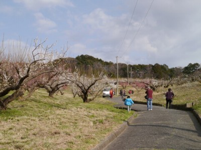 豊岡梅園の写真8