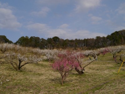 豊岡梅園の写真9