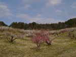 豊岡梅園の写真のサムネイル写真9