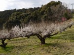 豊岡梅園の写真のサムネイル写真10