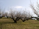 豊岡梅園の写真のサムネイル写真11