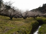 豊岡梅園の写真のサムネイル写真12