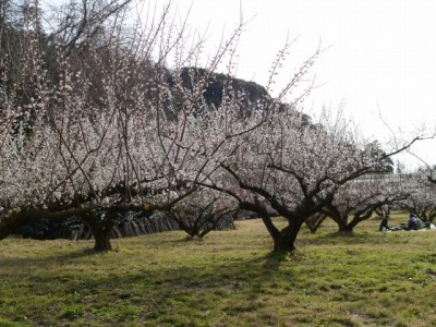 豊岡梅園の写真13