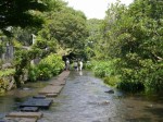 源兵衛川水辺の散歩道の写真のサムネイル写真10