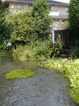 源兵衛川水辺の散歩道の写真のサムネイル写真12