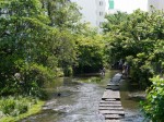 源兵衛川水辺の散歩道の写真のサムネイル写真13