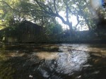 源兵衛川水辺の散歩道の写真のサムネイル写真24