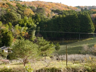 県道220号線沿い（島田市）の写真2