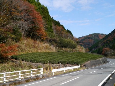 県道220号線沿い（島田市）の写真7