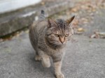 久延寺と夜泣き石の写真のサムネイル写真14