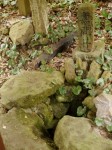 阿波々神社と無間の井戸の写真のサムネイル写真5
