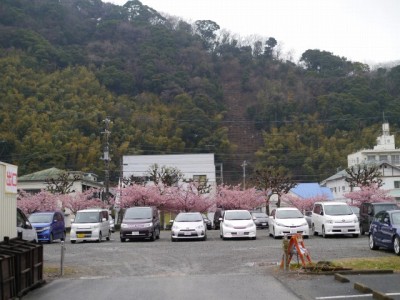 河津桜まつりの写真