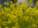 河津桜まつりの写真のサムネイル写真2