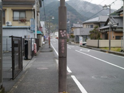 河津桜まつりの写真3