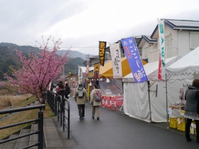 河津桜まつりの写真8