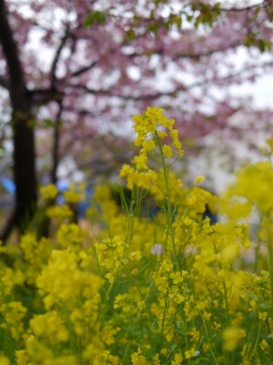 河津桜まつりの写真12