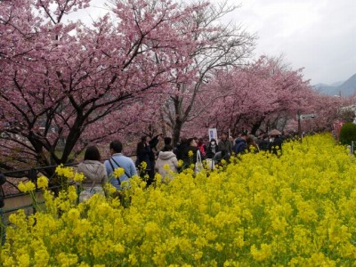 河津桜まつりの写真19