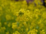 河津桜まつりの写真のサムネイル写真21