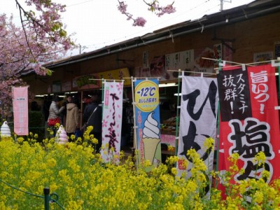 河津桜まつりの写真23