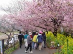 河津桜まつりの写真のサムネイル写真26