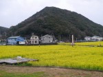 みなみの桜と菜の花まつりの写真のサムネイル写真3