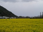 みなみの桜と菜の花まつりの写真のサムネイル写真5