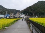 みなみの桜と菜の花まつりの写真のサムネイル写真6