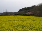 みなみの桜と菜の花まつりの写真のサムネイル写真7