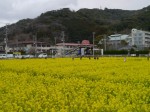 みなみの桜と菜の花まつりの写真のサムネイル写真8