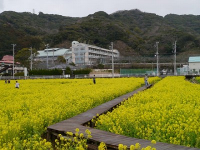 みなみの桜と菜の花まつりの写真9