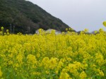 みなみの桜と菜の花まつりの写真のサムネイル写真10