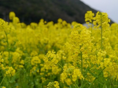 みなみの桜と菜の花まつりの写真11