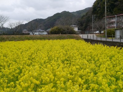 みなみの桜と菜の花まつりの写真12