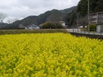 みなみの桜と菜の花まつりの写真のサムネイル写真12