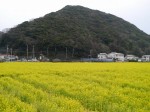 みなみの桜と菜の花まつりの写真のサムネイル写真14