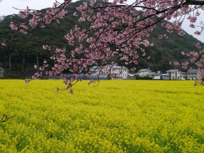みなみの桜と菜の花まつりの写真15