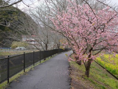 みなみの桜と菜の花まつりの写真16